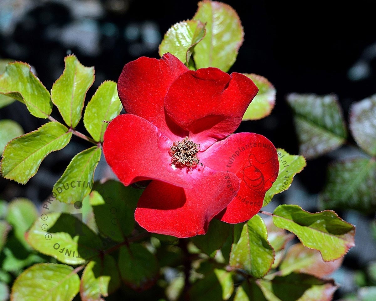 Rosa 'Archimedes'