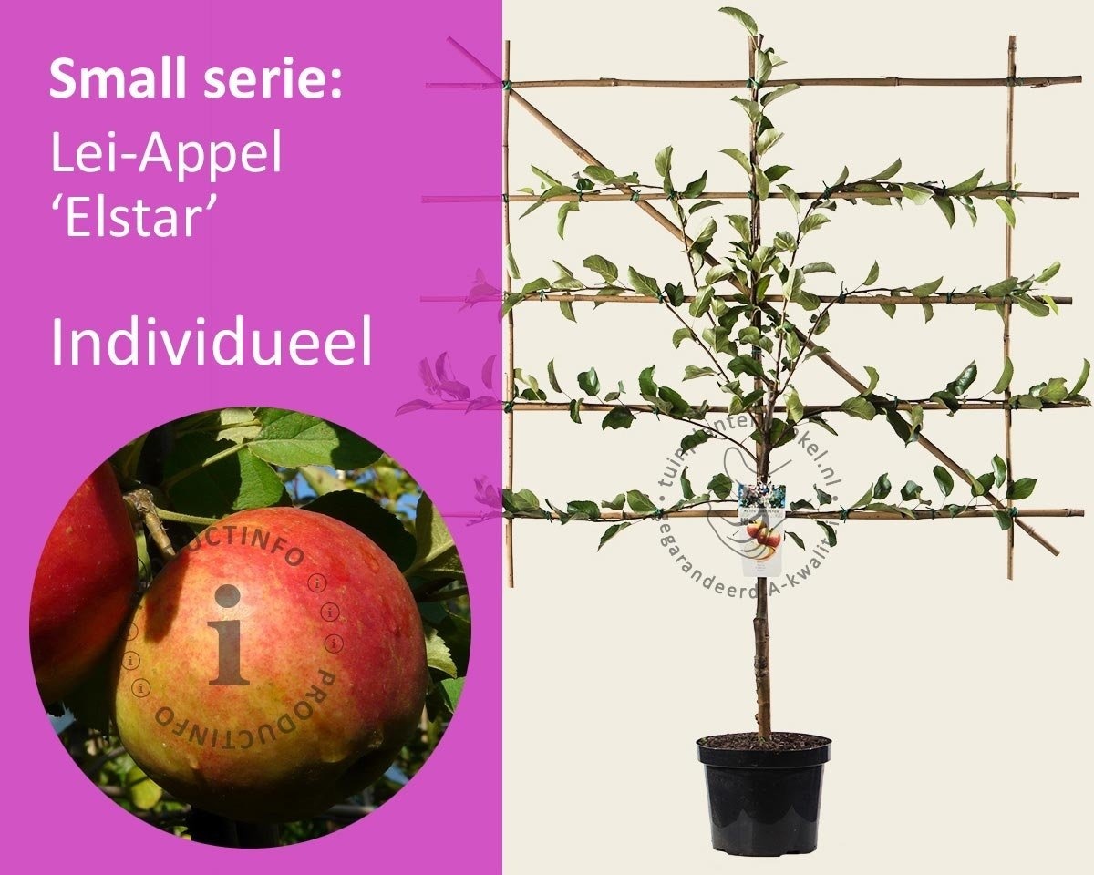 Lei-Appel 'Elstar' - Small - individueel geen extra's