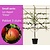 Lei-Appel 'Elstar' - Small - pakket 3 stuks + EXTRA'S