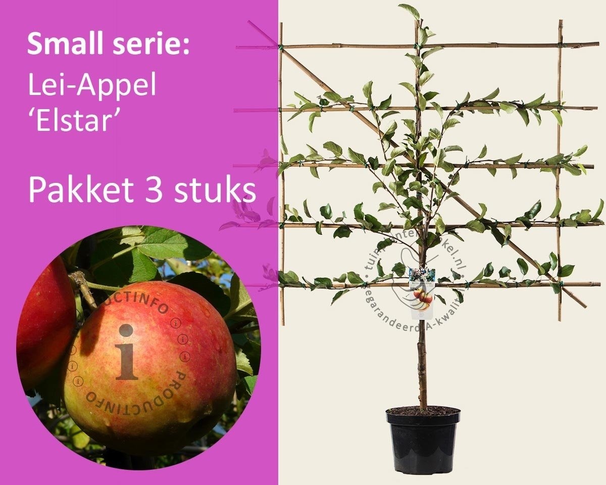 Lei-Appel 'Elstar' - Small - pakket 3 stuks + EXTRA'S