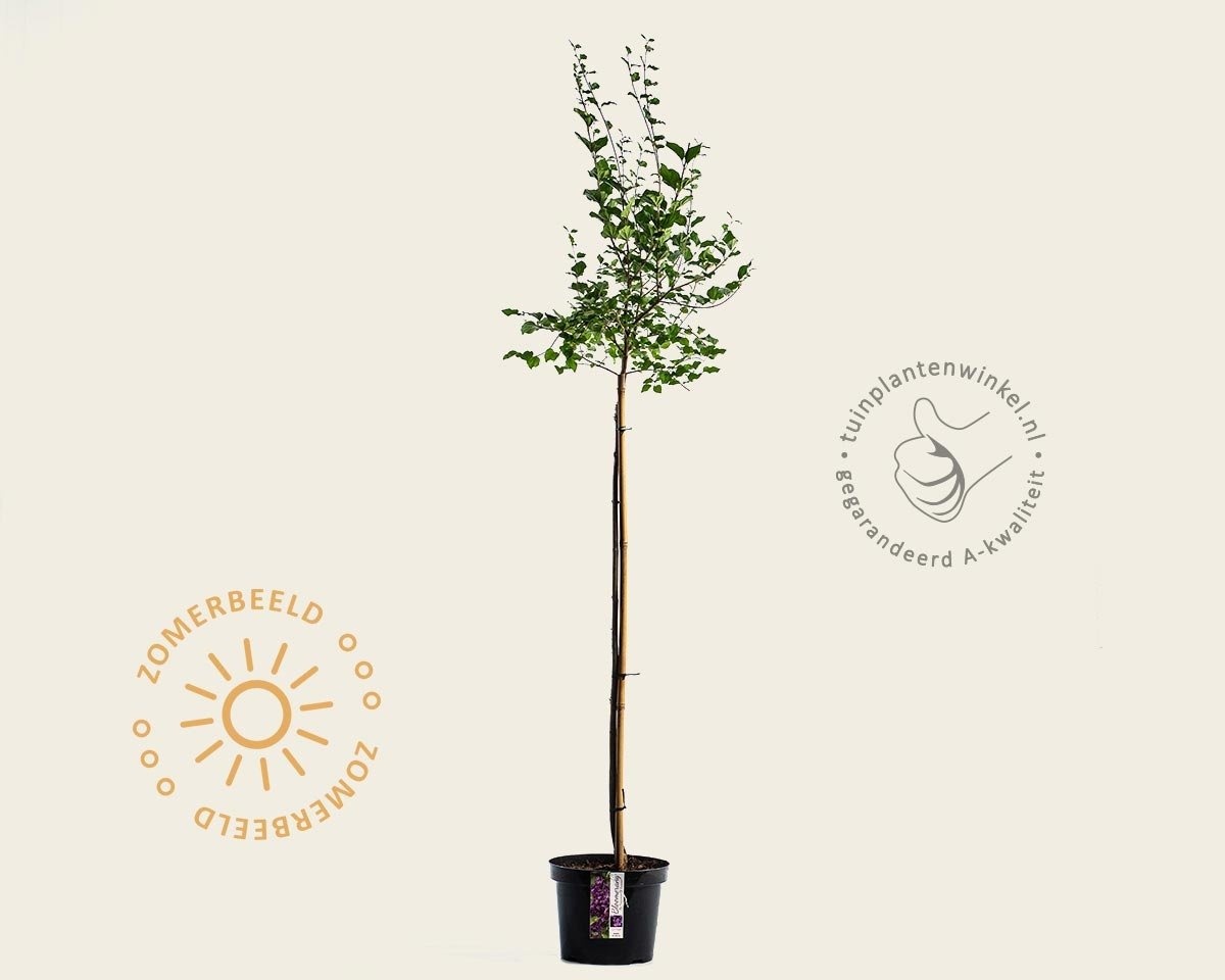 Syringa Bloomerang 'Dark purple' - op stam