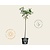 Prunus triloba - op stam