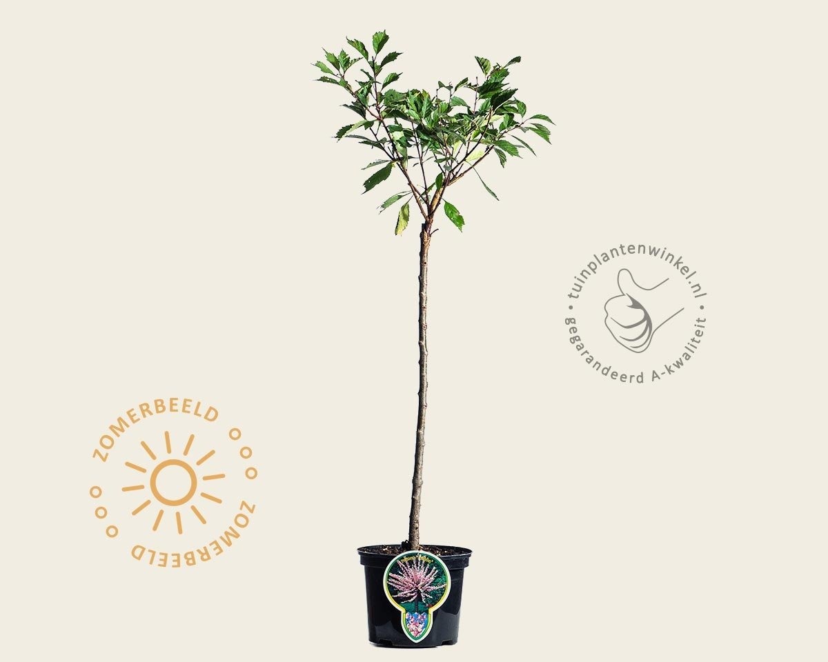 Prunus triloba - op stam