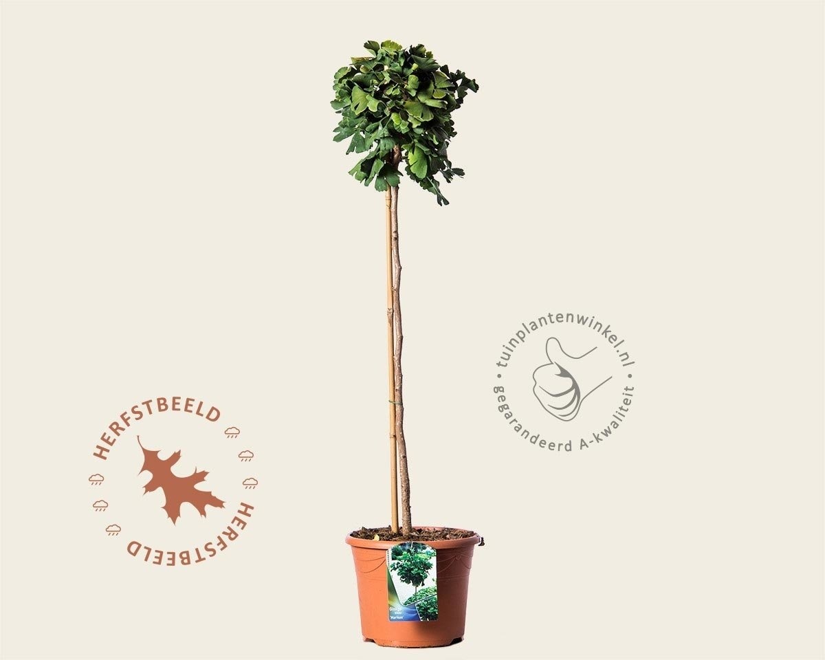 Ginkgo biloba 'Mariken' - op stam