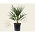 Chamaerops humilis