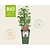 Ribes rubrum 'Jonkheer Van Tets' - BIO