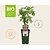 Rubus idaeus 'Heritage' - BIO