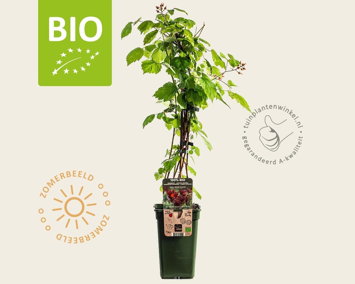 Rubus phoenicolasius - BIO