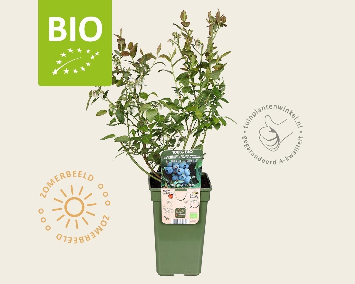 Vaccinium corymbosum 'Brigitta Blue' - BIO