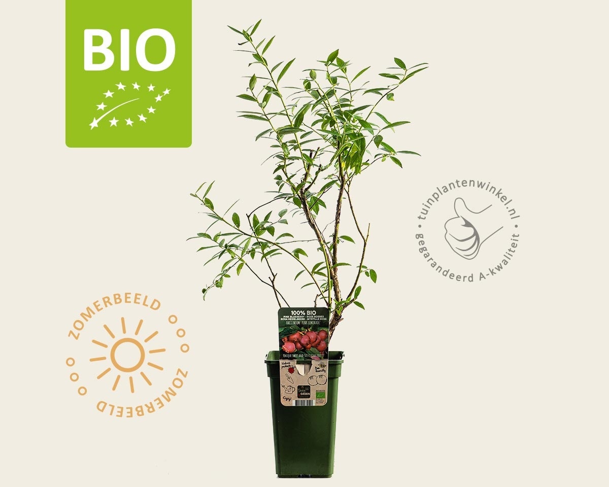 Vaccinium corymbosum 'Pink Lemonade' - BIO