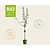 Prunus domestica 'Reine Claude D'Oullins' - BIO laagstam