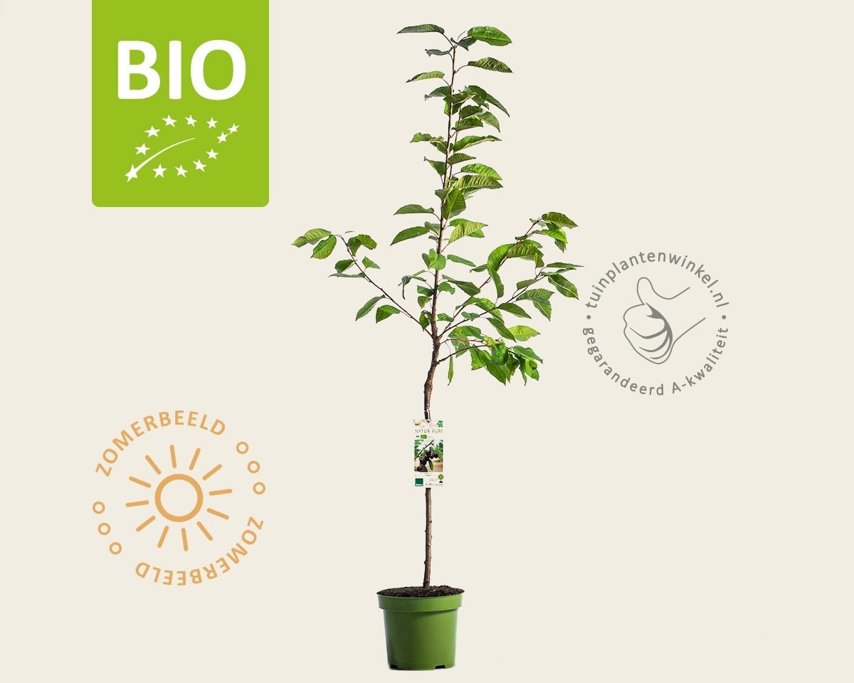 Prunus avium 'Kordia' - BIO laagstam