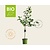 Prunus avium 'Lapins' - BIO laagstam