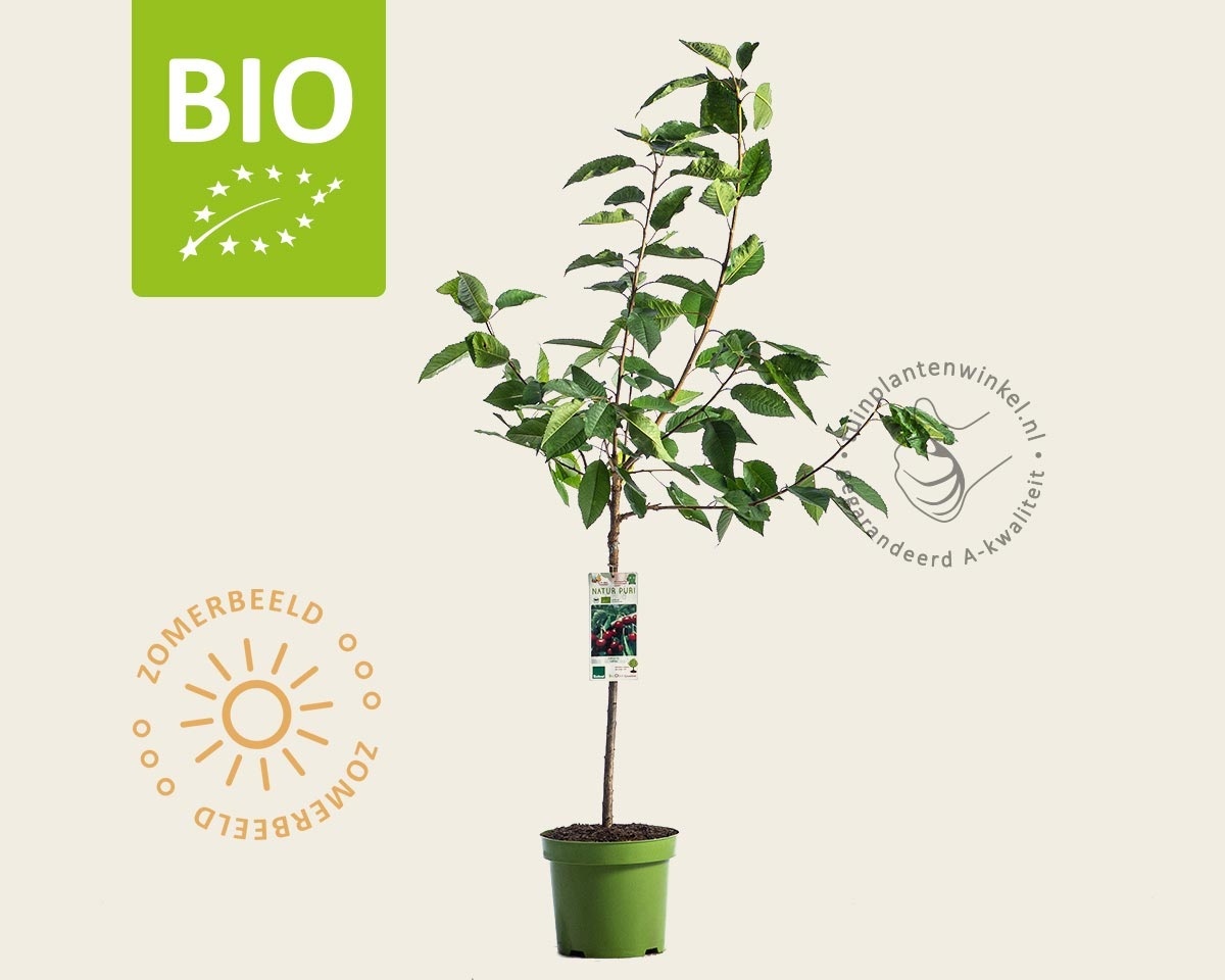 Prunus avium 'Lapins' - BIO laagstam