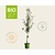 Pyrus communis 'Conference' - BIO laagstam