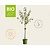 Prunus domestica 'Opal' - BIO laagstam