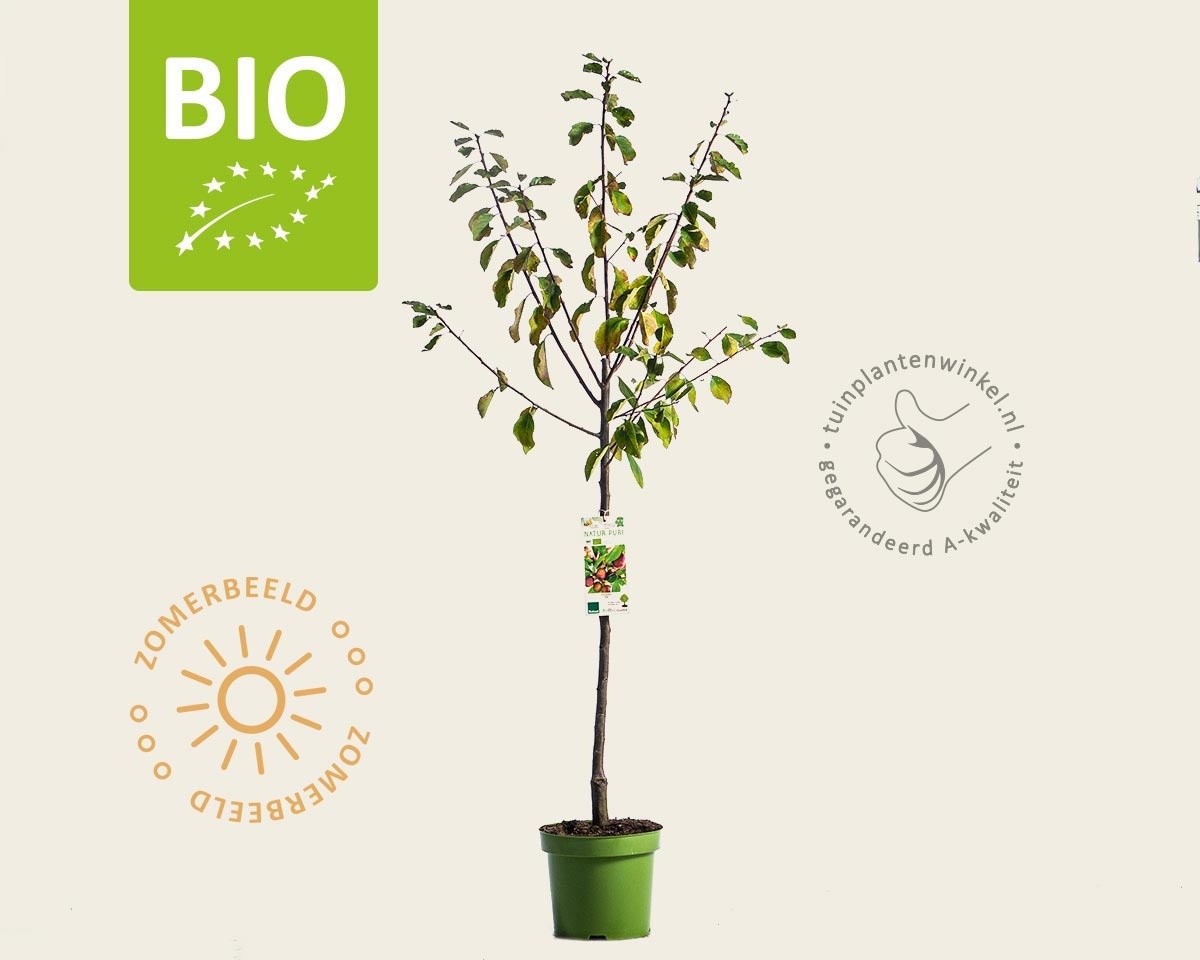 Prunus domestica 'Opal' - BIO laagstam