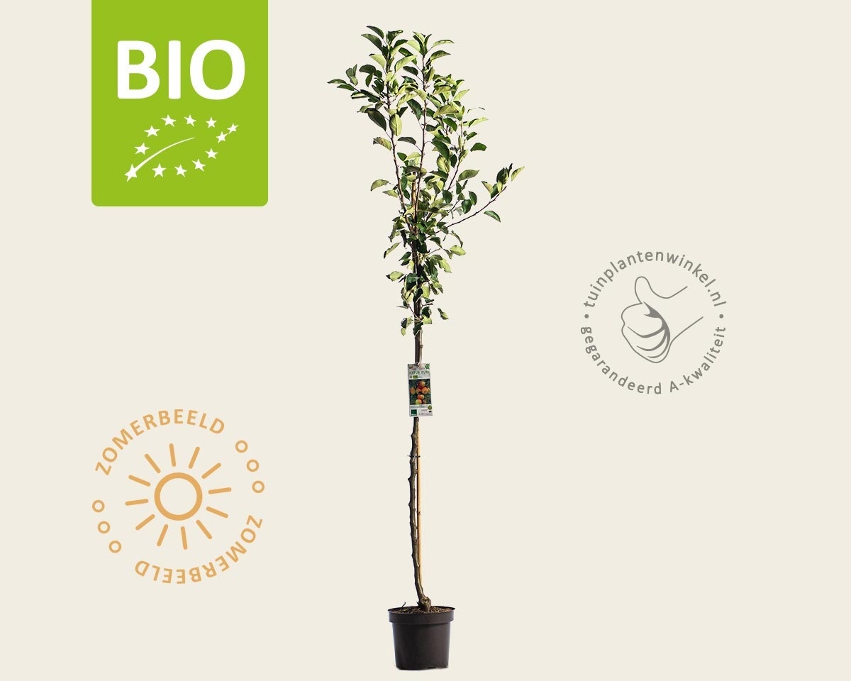 Malus domestica 'James Grieve' - BIO halfstam