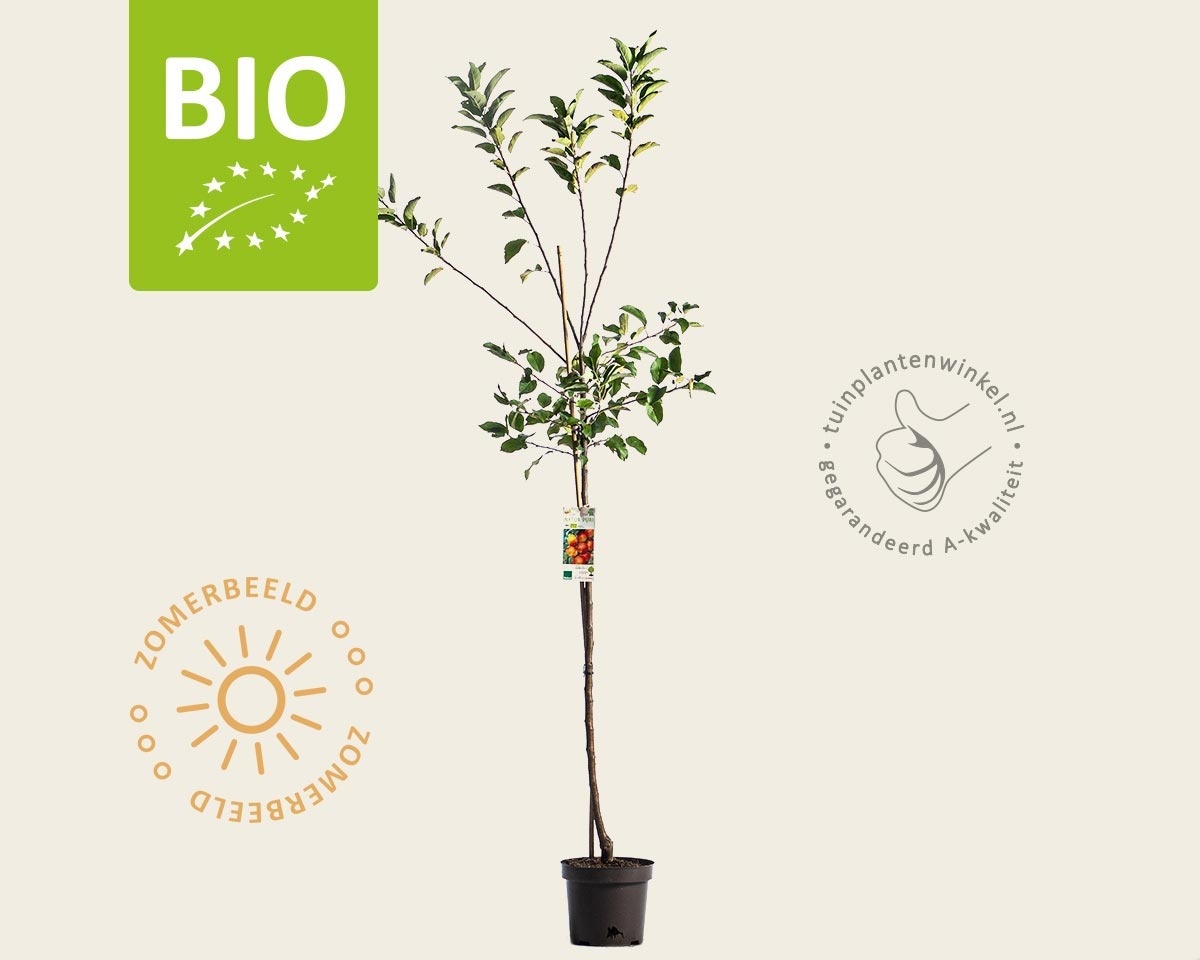 Malus domestica 'Elstar' - BIO halfstam