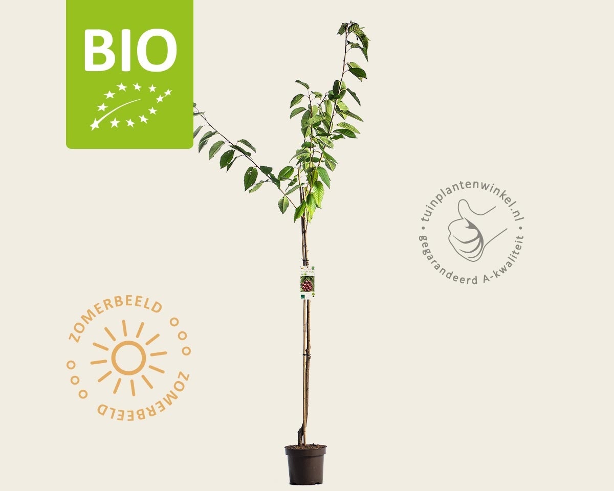 Prunus avium 'Regina' - BIO halfstam