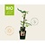 Ficus carica 'Little Miss Figgy' - BIO