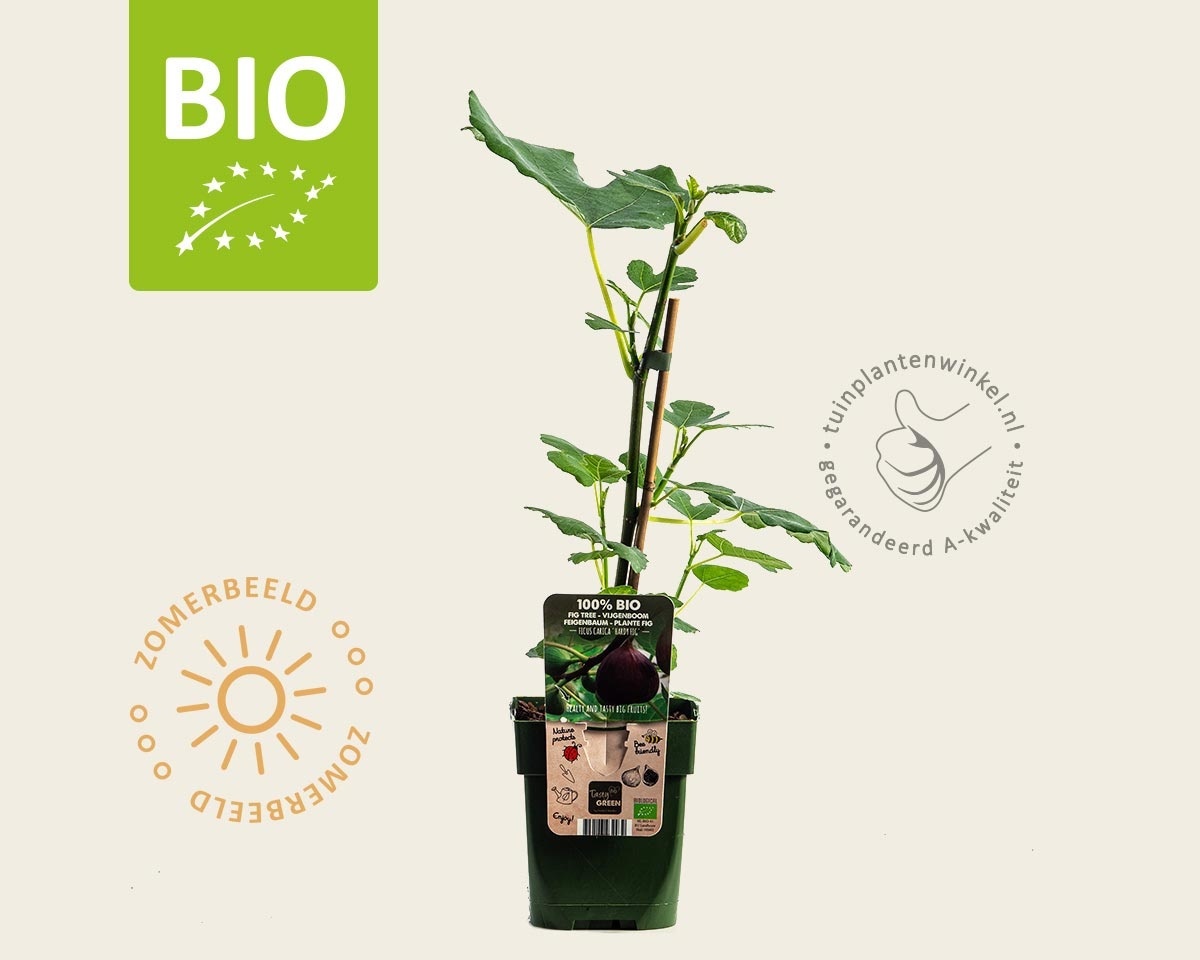 Ficus carica 'Little Miss Figgy' - BIO