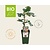 Ficus carica 'Perretta' - BIO