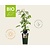 Rubus fruticosus 'Thornless Evergreen' - BIO