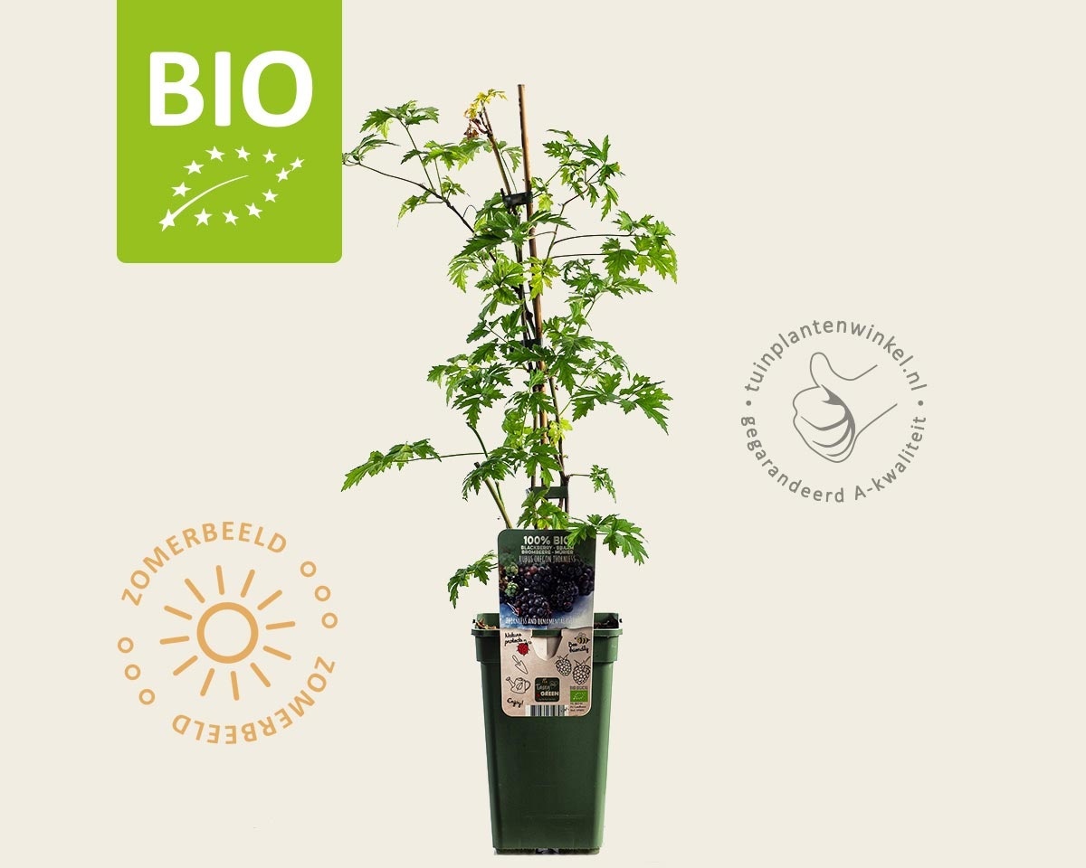 Rubus fruticosus 'Thornless Evergreen' - BIO