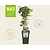 Ribes Easycrisp 'Lady Late' - BIO