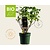 Ribes nigrum Lowberry 'Little Black Sugar' - BIO