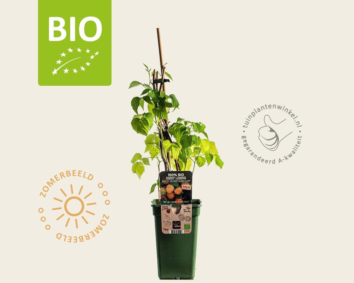 Rubus idaeus Twotimer 'Sugana Yellow' - BIO
