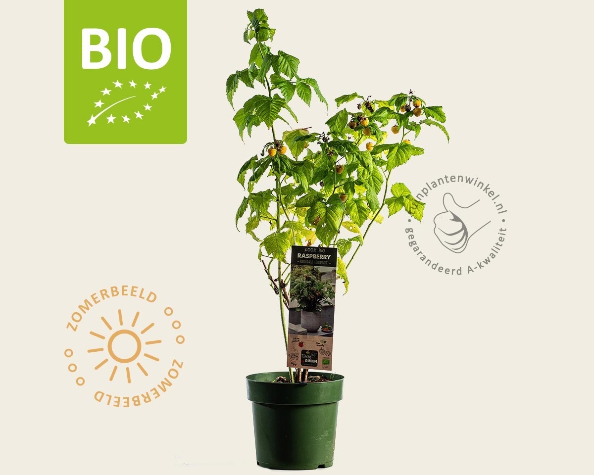 Rubus idaeus Lowberry 'Good As Gold' - BIO