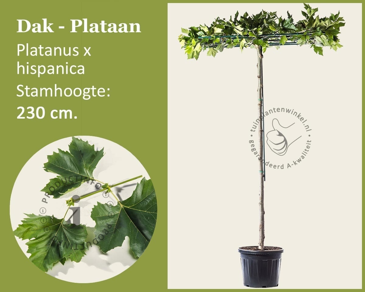 Dakplataan