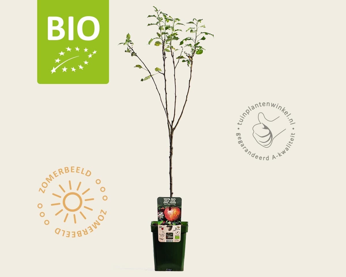 Malus domestica 'Gala' - BIO mini