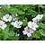 Geranium 'Dreamland'