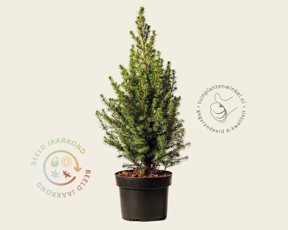 Picea glauca 'Conica'