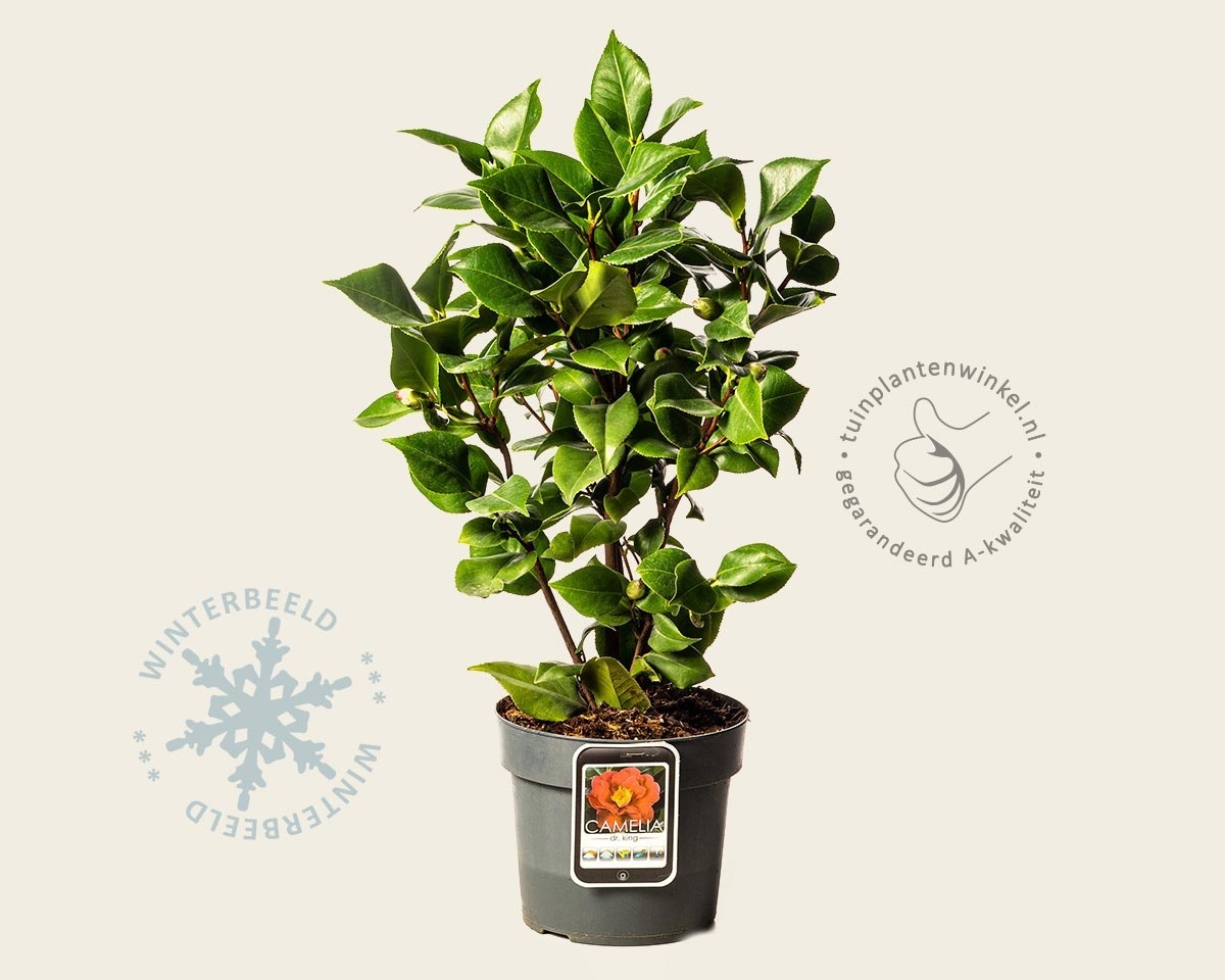 Camellia japonica 'Dr King'