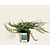 Juniperus horizontalis 'Blue Chip'