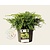 Juniperus media 'Goldkissen'
