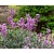 Erysimum 'Bowles Mauve'