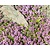 Thymus praecox 'Coccineus'
