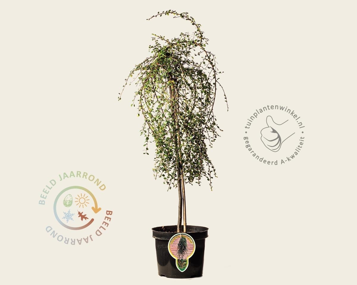 Cotoneaster procumbens 'Queen of Carpets' - op stam