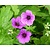 Geranium 'Pink Penny'