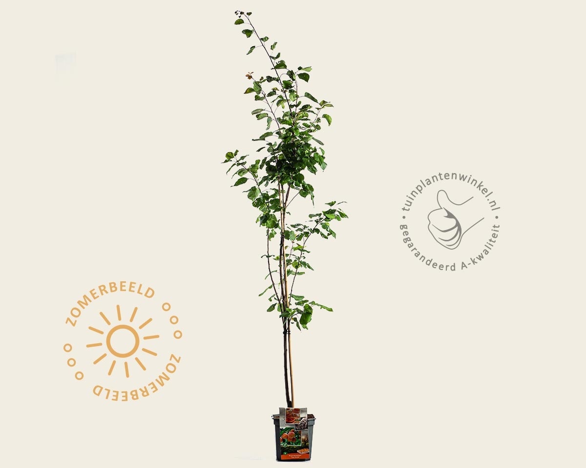 Prunus armeniaca 'Tros Oranje' - laagstam