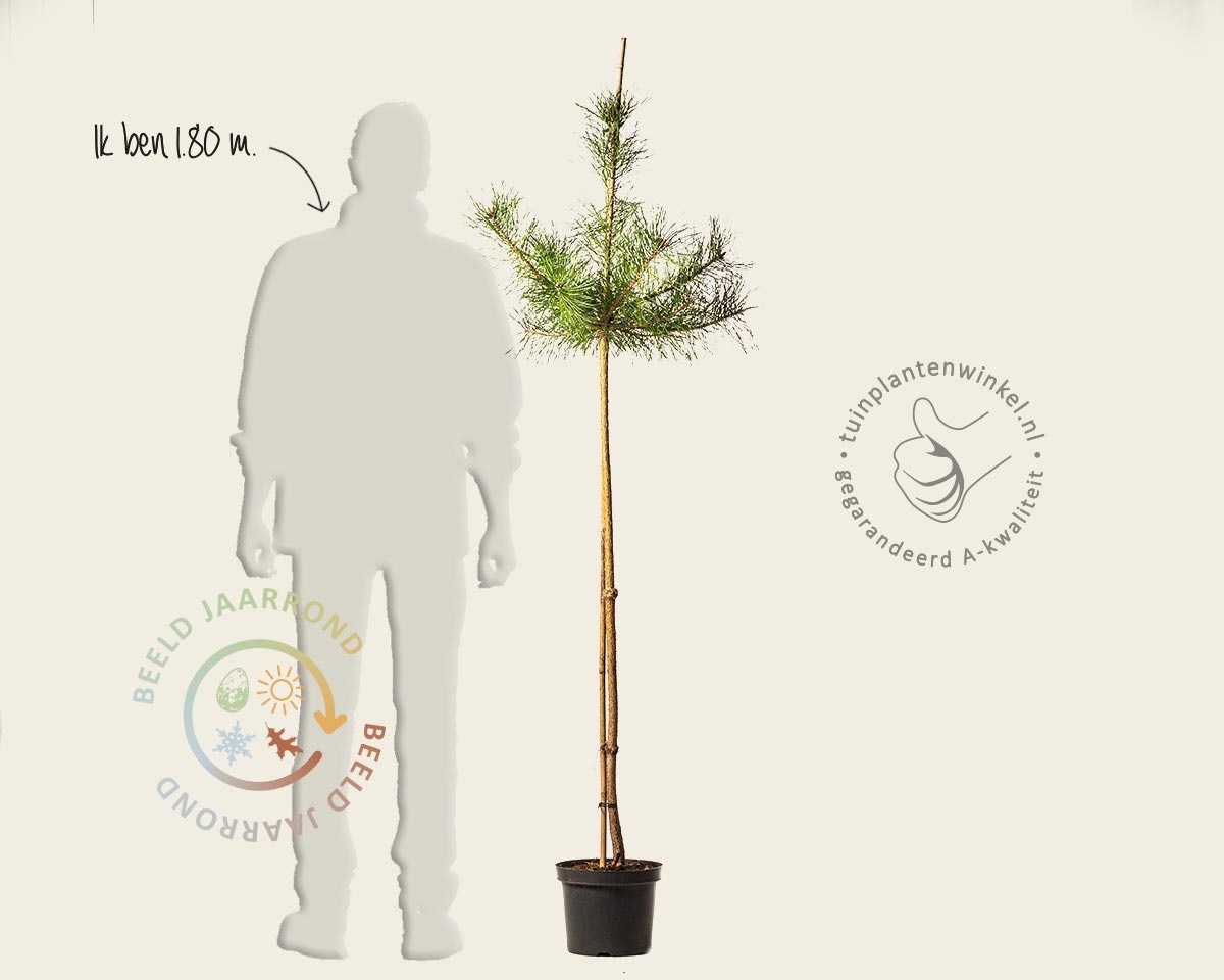 Pinus sylvestris - op stam