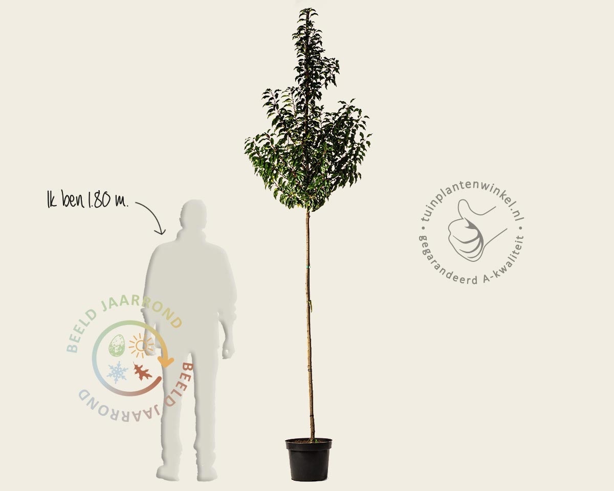 Prunus lusitanica 'Brenelia' - hoogstam