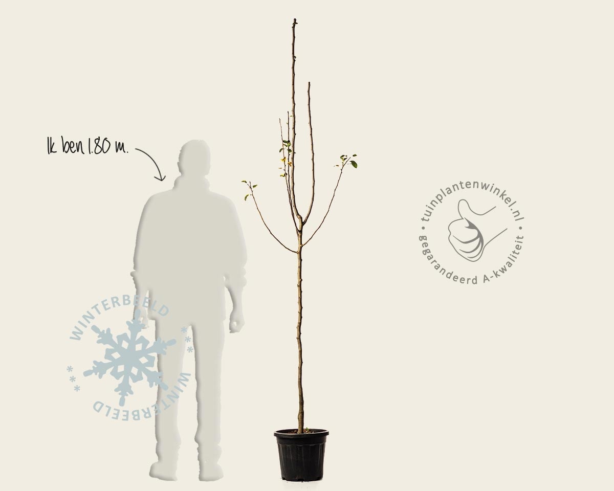 Pyrus communis 'Jut' - halfstam
