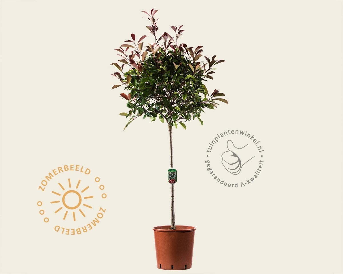 Photinia fraseri 'Red Robin' - halfstam