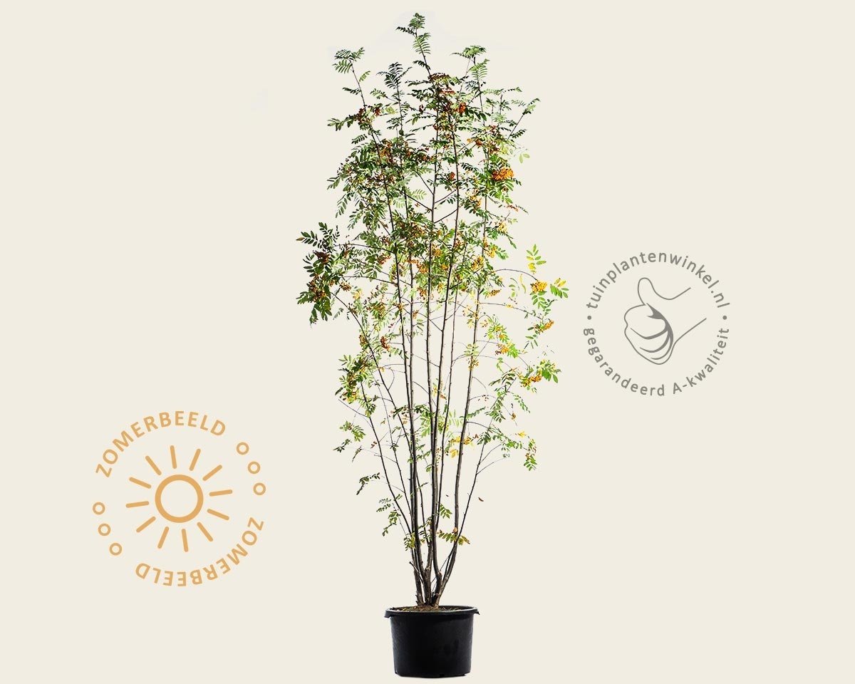 Sorbus aucuparia - meerstammig